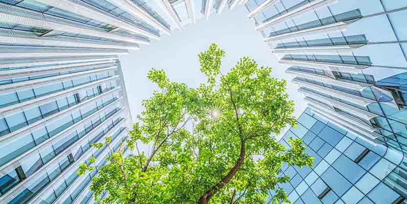 trees and buildings